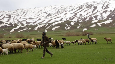 Çiftçilere toplam 3,9 milyar liralık hayvancılık destekleme ödemesi
