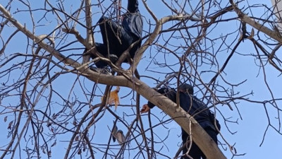 Ağaç dallarına takılan güvercini itfaiye kurtardı
