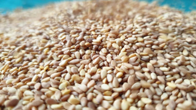 Susam ihracatında rekor artış