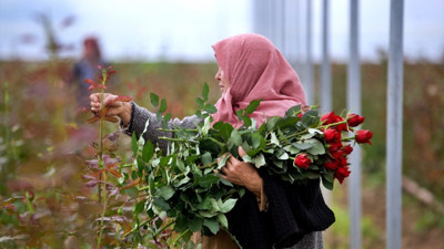 Köylü kadınlar, kurdukları gül serasını 4 yılda 4 kat büyüttü