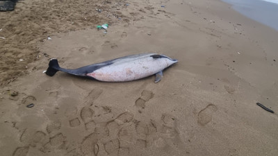 Sinop'ta kıyıya vurmuş ölü yunus bulundu