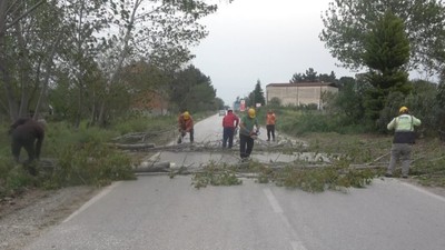 Bafra’da fırtına ağaçları devirdi