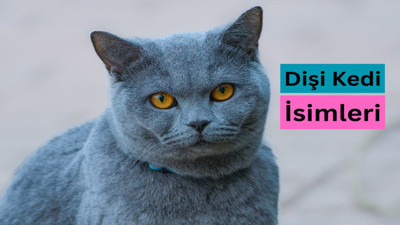 Dişi Kedi İsimleri Rehberi! 100 En Güzel Dişi Kedi İsmi