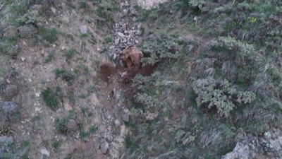 Katil boz ayı kamerada! Leşlerini böyle gömdü🐻