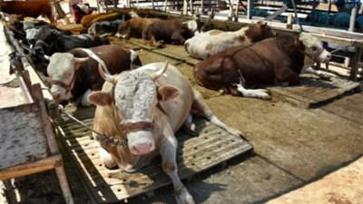 2024 kurbanlık fiyatları belli oldu! hisse bedellerinde ilk rakamlar