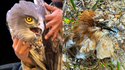 Katliam gibi görüntüler: Hatay'da çok sayıda göçmen kuş vuruldu, Kuş Dedektifi isyan etti