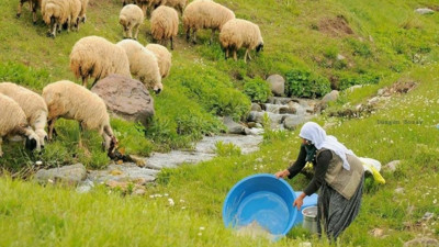 Elazığ'da aylık 100 bin lira maaşla çalışacak çoban yok