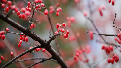 Rüyada Kızılcık Görmek Ne Demektir? Neye Delalet Eder?