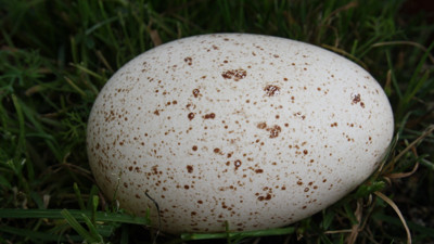 Rüyada Kaz Yumurtası Görmek Ne Anlama Gelir? Neye Delalet Eder?