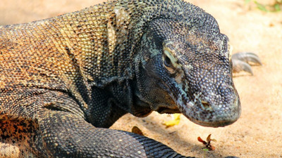 Rüyada Komodo Ejderi Görmek Ne Anlama Gelir? Neye Delalet Eder?