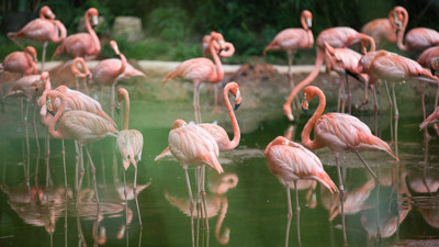 Rüyada Flamingo Görmek Nedir? Neye Delalet Eder?