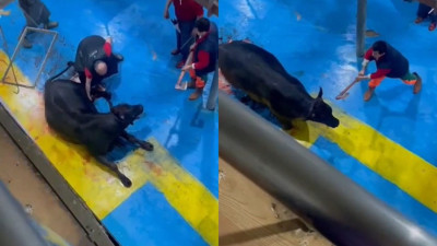 Son Dakika: Amasya'da hayvana eziyet! Bakanlık olaya el attı! Gözaltına alınan 5 şüpheli tutuklandı