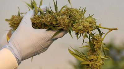 ABD'de günlük esrar kullanımı günlük içki tüketimini geçti