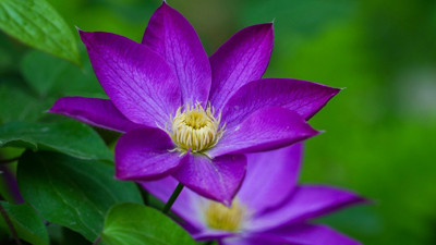 Rüyada Mor Çiçek Görmek Ne Anlama Gelir? Neye Delalet Eder?