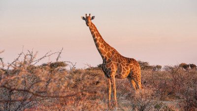 Rüyada Zürafa Görmek Ne Demek? Neye Delalet Eder?