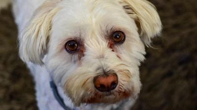 Rüyada Süs Köpeği Görmek Ne Anlama Gelir? Neye Delalet Eder?
