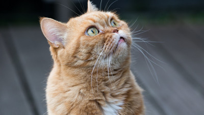 Rüyada Kedinin Konuşması Ne Demek? Ne Anlama Gelir?