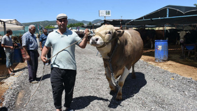 Kurban pazarının en büyüğü 'Toros Kaplanı', 270 bin TL'den satıldı