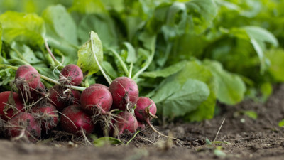 Rüyada Turp Görmek Ne Demek? Neye Delalet Eder?