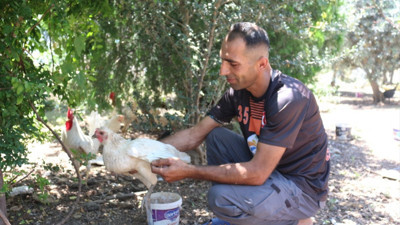 Hatay'da başıboş köpekler, 50 kümes hayvanını telef etti