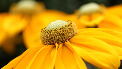 Rüyada Sarı Çiçek Görmek Nedir? Neye İşaret Eder?