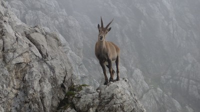 Rüyada Oğlak Görmek Ne Anlama Gelir? Neye Delalet Eder?