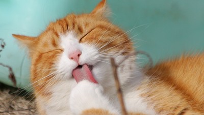 Rüyada Kedi Eti Yemek Ne Demek? Neye Delalet Eder?
