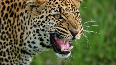 Rüyada Leopar Görmek Ne Anlama Gelir? Neye Delalet Eder?