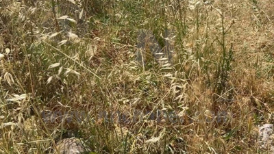 Burdur'da çıkan arazi yangınında yaklaşık 25 dekar alan yandı