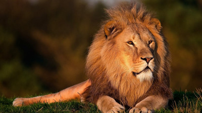 Rüyada Aslan Görmek Ne Anlama Gelir? Neye Delalet Eder?