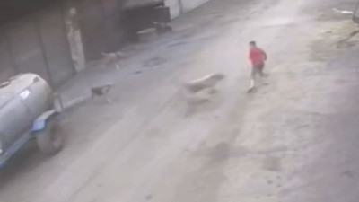 Adana'da 14 yaşındaki çocuk başıboş köpeklerin saldırısına uğradı