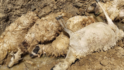 Van'da sürüdeki koyunun peşinden 27 koyun daha uçuruma atlayarak öldü