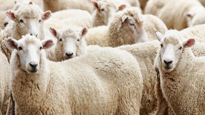 Kurban ne zamana kadar kesilir, kurban kesim ne zaman bitiyor?