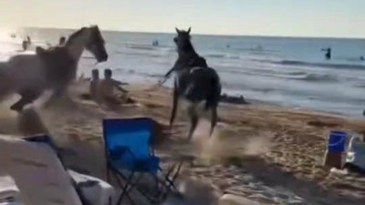 Plaja getirilen atlar insanların arasına daldı