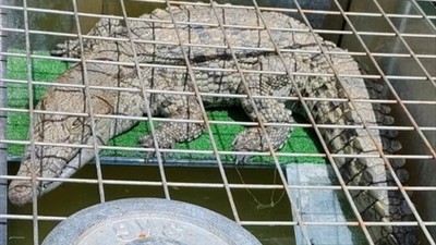 İstanbul'da evinde timsah besleyen kişi yakalandı