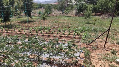 Antalya'da içme suyunda kıtlık: Bahçe sulayanların aboneliği iptal ediliyor