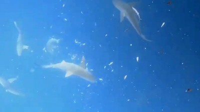 Akdeniz'de kabus! Türk dalgıçlar köpek balığı sürüsüyle karşılaştı