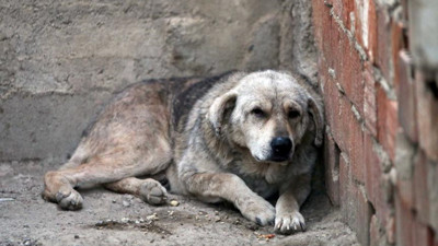 Sokak köpekleri ile ilgili yasa teklifi tamamlandı! İşte tüm maddeler
