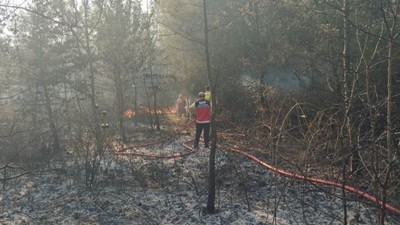 Hendek'te ormanlık alanda yangın