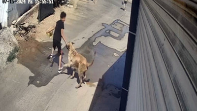 Beslediği sokak köpeği küçük çocuğa saldırdı, elini zor kurtardı