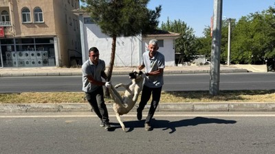 Sokak köpekleri yasasına TBMM'de ret oyu veren DEM Parti'nin ilçe belediye hayvanları ilk toplatan belediye oldu