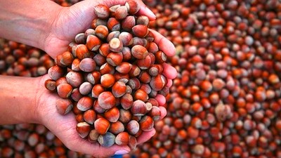 TMO fındık fiyatını duyurdu! Levant 133 TL, Giresun 135 TL🌰