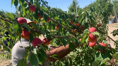 Tarımda küresel iklim krizi: Milyonlarca ağaç kuruyabilir