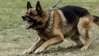 İBB'ye başıboş köpek davası! İrlandalı turist şikayetçi oldu