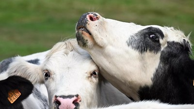 Hayvanlarda görülen ölümcül 'mavi dil hastalığı' yayılıyor