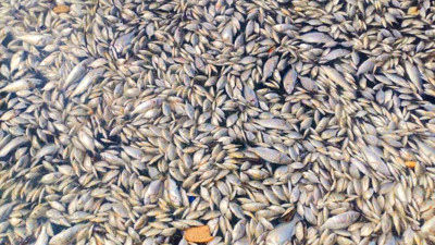 İzmir'de korkutan görüntü: Körfez ölü balıklarla kaplandı