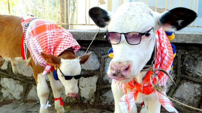 Muğla'da Buzağı Güzellik Yarışması'nda renkli görüntüler