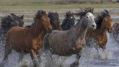 Erciyes'teki yılkı atları fotoğrafçıların gözdesi oldu