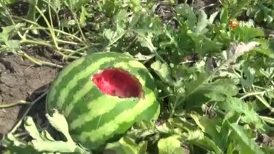 Karpuz tarlasını hasat etmeye giden çiftçiye ‘karga’ şoku