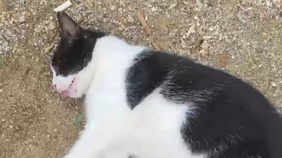 Kadıköy’de hayvan katliamı: Köpek ve kedileri zehirlediler!